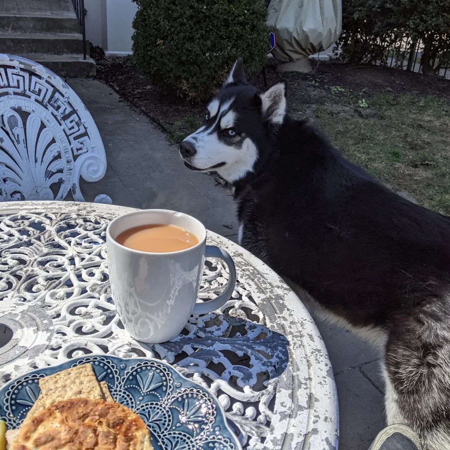 On the brighter side... finally home and able to have lunch with my fuzzy buddy... #stlnanuq #siberianhusky #huskiesofinstagram