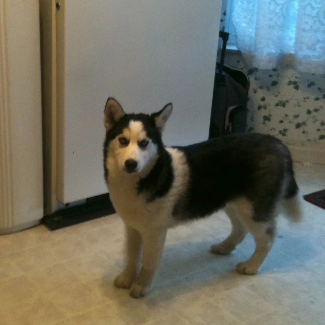 An old photo of the old man. #stlloki 11 years ago today soon after I adopted him. Still my big handsome boy #huskiesofinstagram #siberianhusky