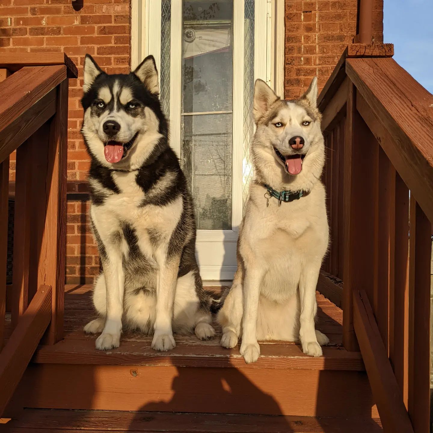 It's a day early, but happy 2 year gotcha day to these two darlings #stlnanuq #stlhuskymishka #siberianhusky #huskiesofinstagram