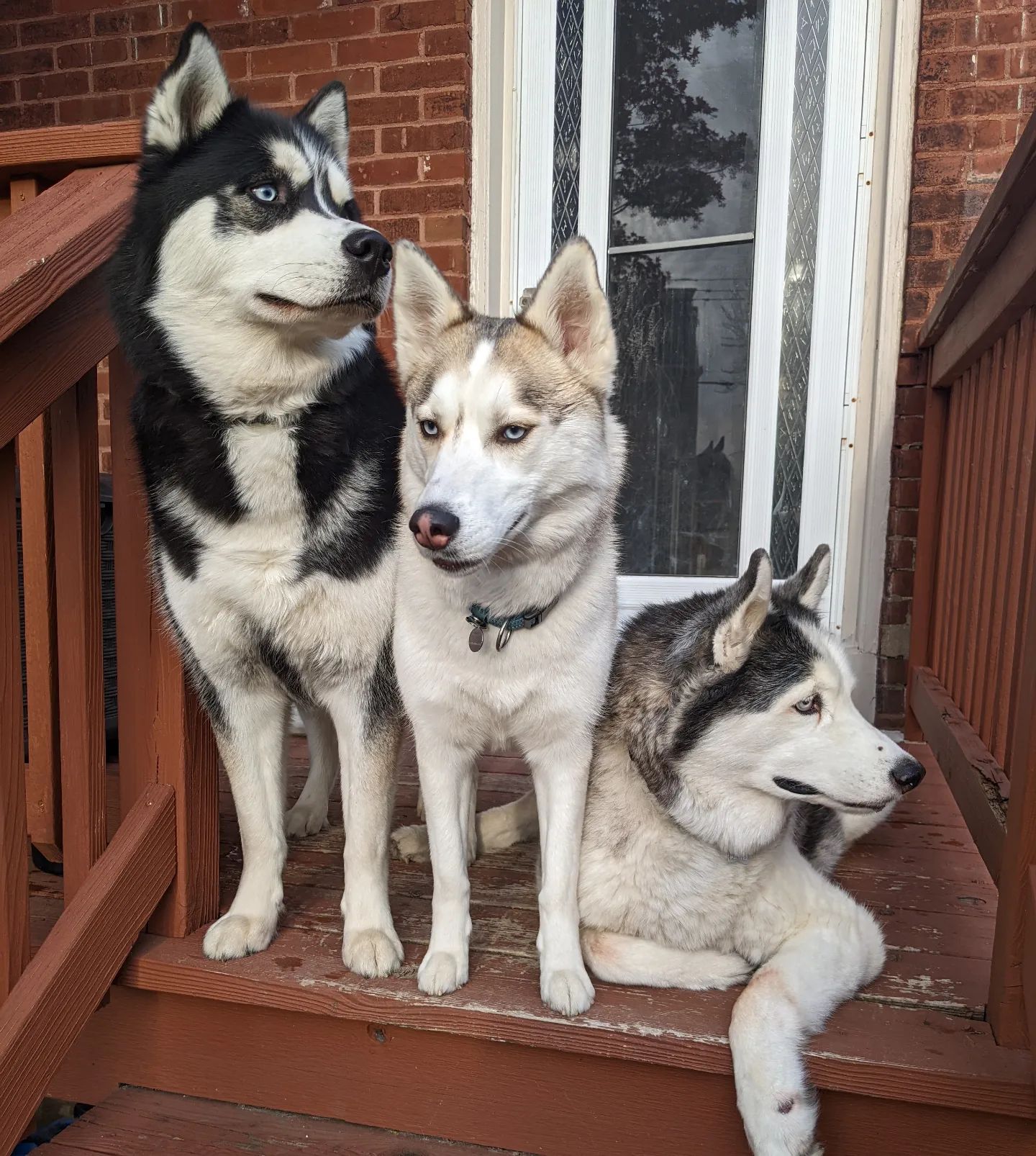 I finally got a picture of all three of them standing mostly still... This never happens... #stlnanuq #stlhuskymishka #stlloki #siberianhusky #huskiesofinstagram