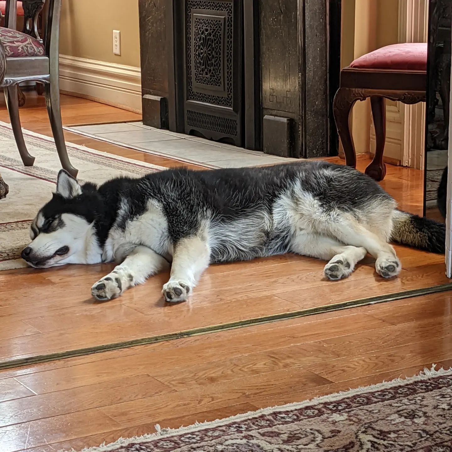 A tired husky is a happy husky #stlnanuq #siberianhusky #huskiesofinstagram You really do have to walk these guys a lot to keep them happy lol