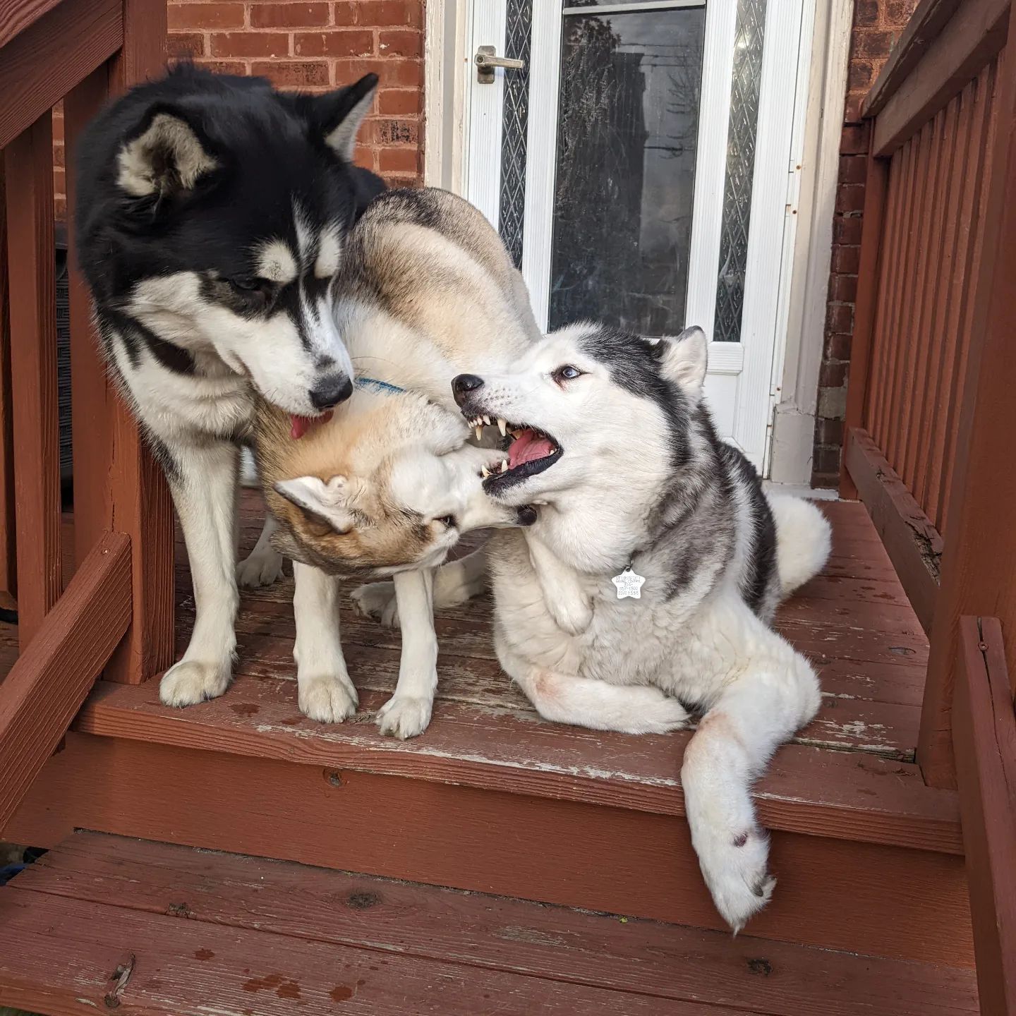 Sharing my favourite outtake from yesterday's photos of the pups #stlnanuq #stlhuskymishka #stlloki #siberianhusky #huskiesofinstagram