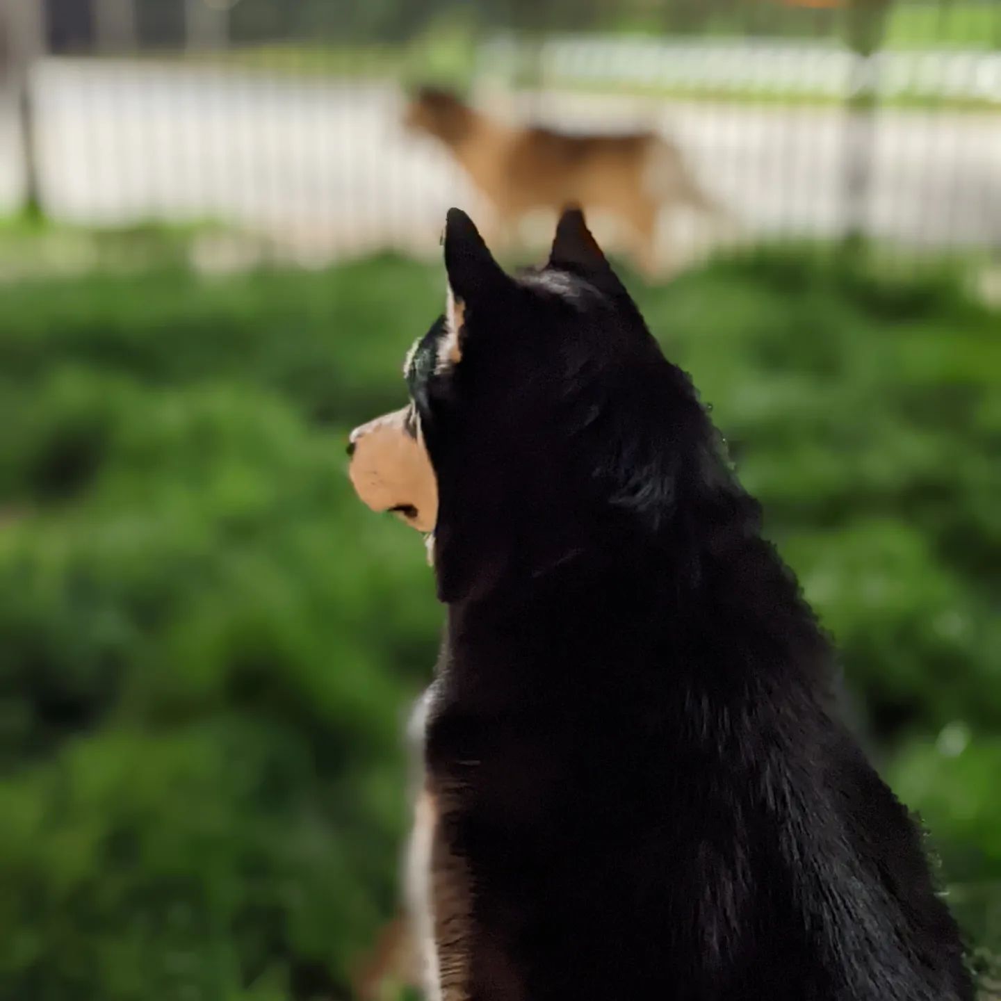 Before I head to Detroit again on business, a quiet glass of wine in my yard with my boys. #stlnanuq #stlloki #siberianhusky #huskiesofinstagram