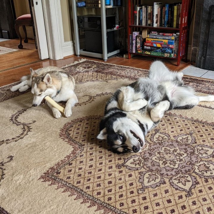 Even when I'm away I get plenty of pictures of my puppies. This is one of both Mishka and Nanuq being their typical selves... but man, look at how huge Nanuq is compared to his twin sister!!! LOL #stlnanuq #stlhuskymishka #siberianhusky #huskiesofinstagram