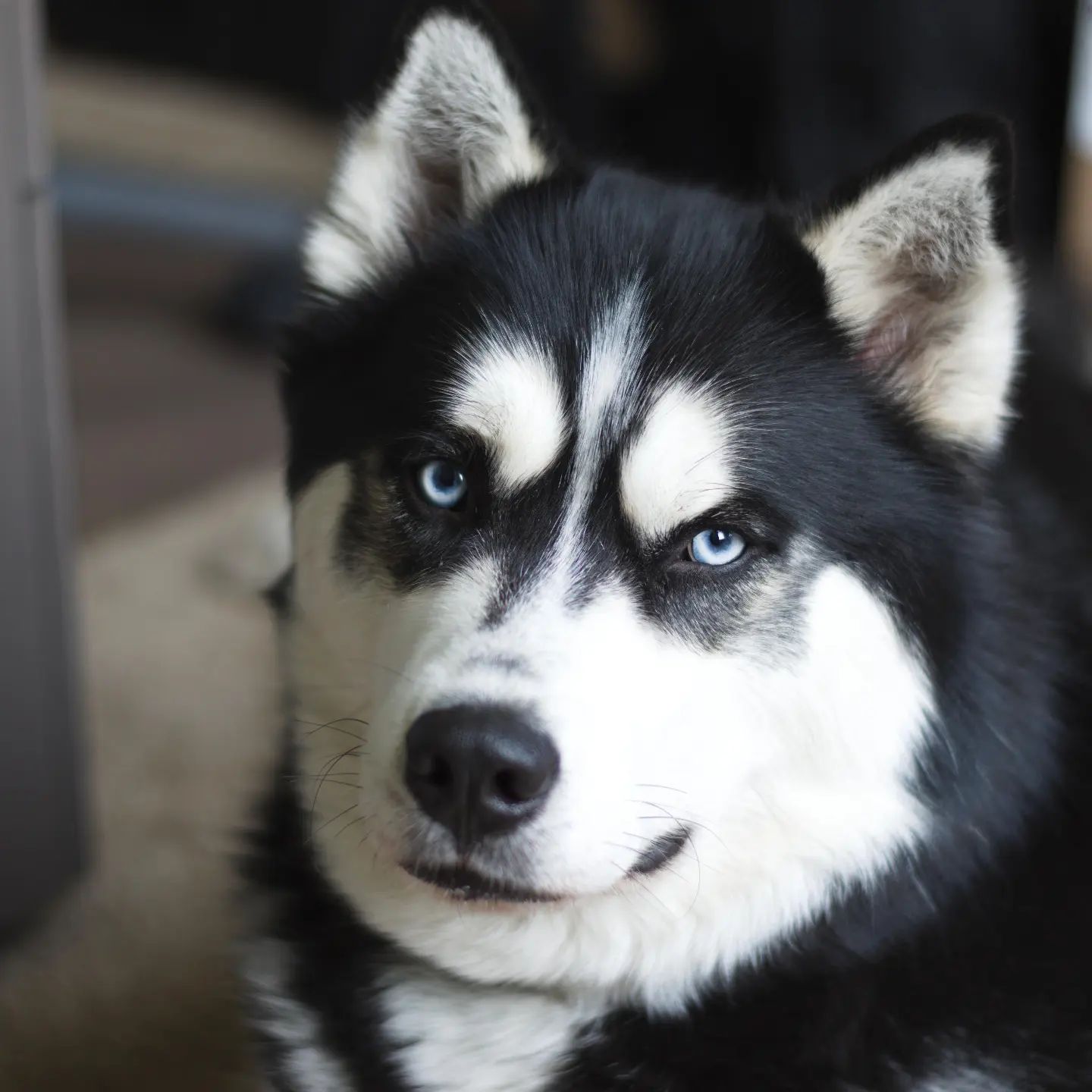 Playing with my new Nikon with a 50mm prime... One of my usual models and so photogenic! #stlnanuq #siberianhusky #huskiesofinstagram