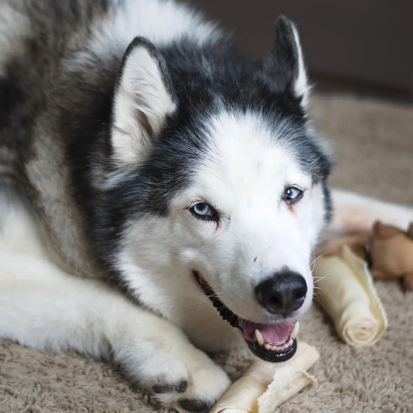 Of course playing with my camera I had to get a pic of the happy old man. #stlloki #huskiesofinstagram #siberianhusky