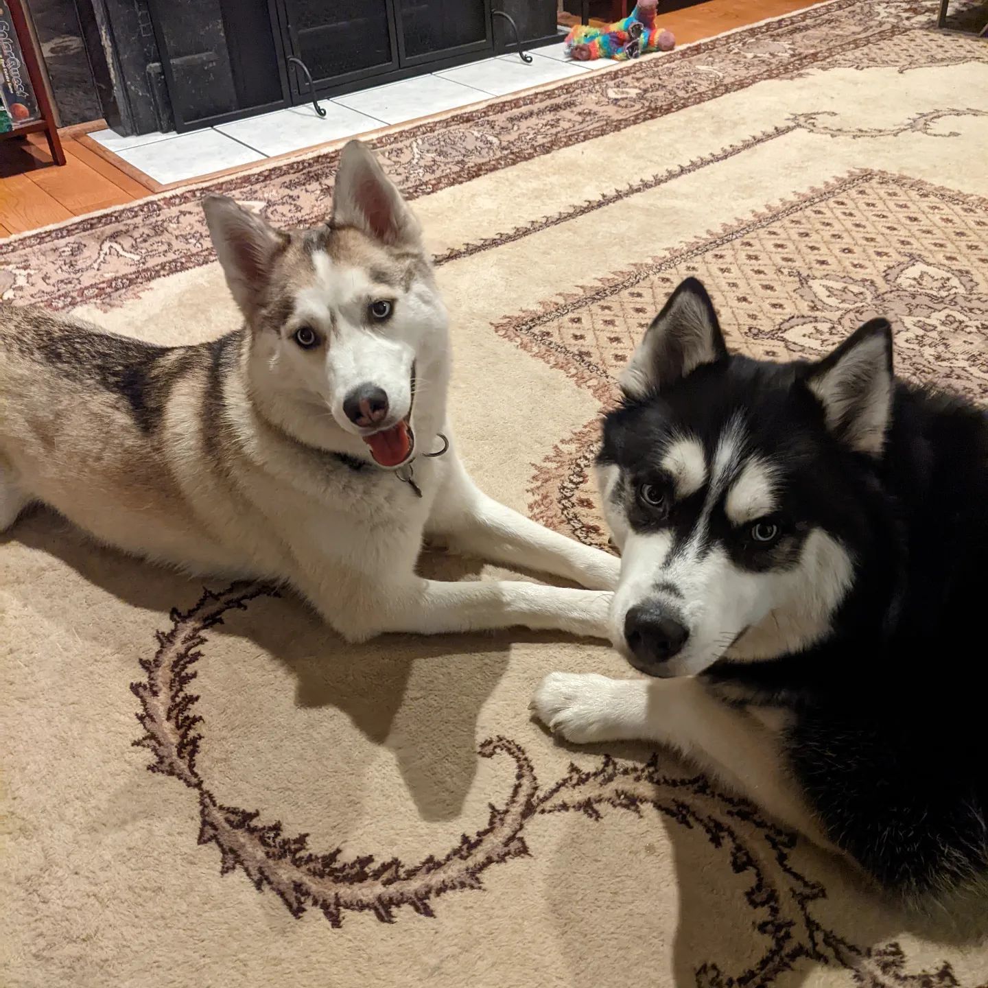 Houseguest for the evening #stlhuskymishka #stlloki #siberianhusky #huskiesofinstagram