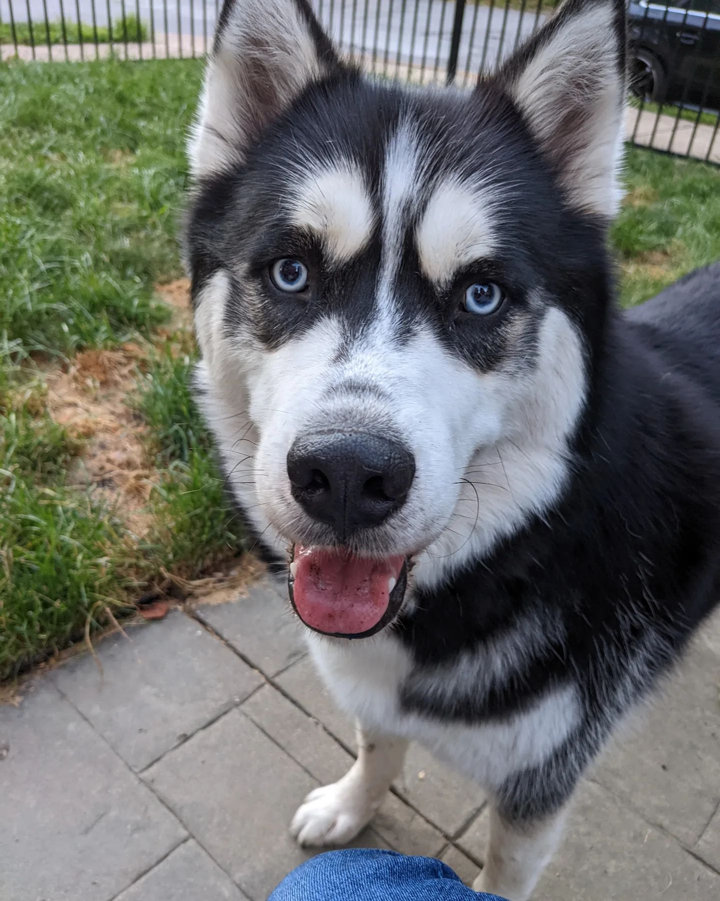 Well somebody wants some of my wine... #stlnanuq #comptonheights #huskiesofinstagram #siberianhusky