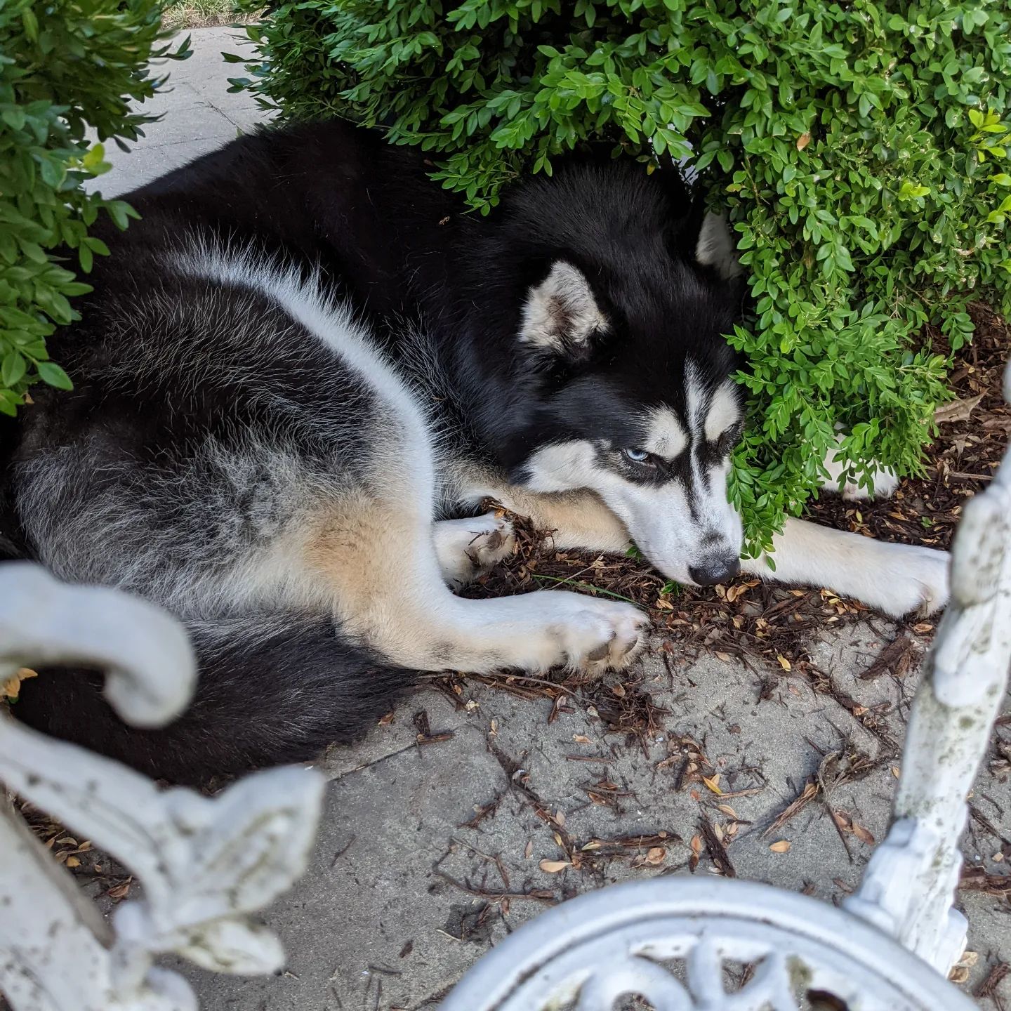 He dug himself a Nanuq-nook #stlnanuq #siberianhusky #huskiesofinstagram