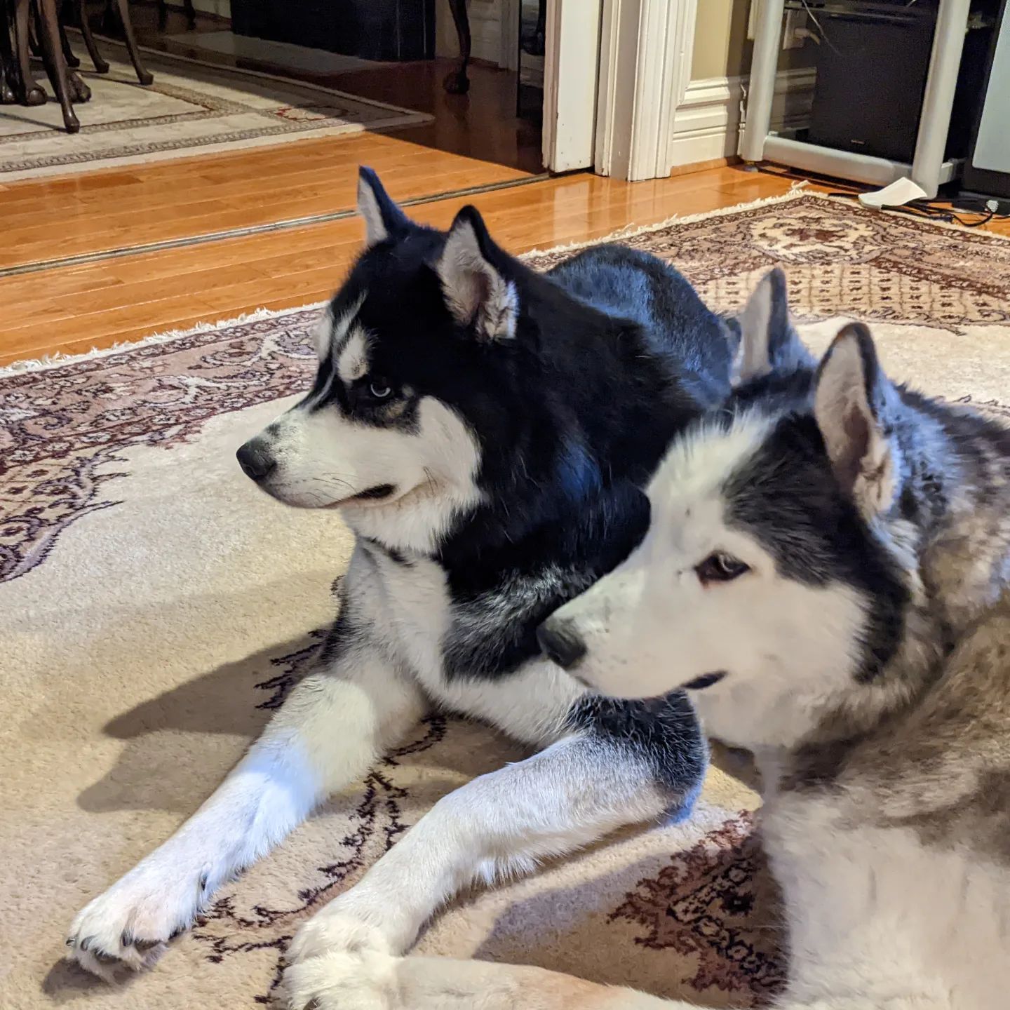 They heard something... But Loki is starting to give me a bit of the side eye for taking a picture  #stlnanuq #stlloki #huskiesofinstagram #siberianhusky