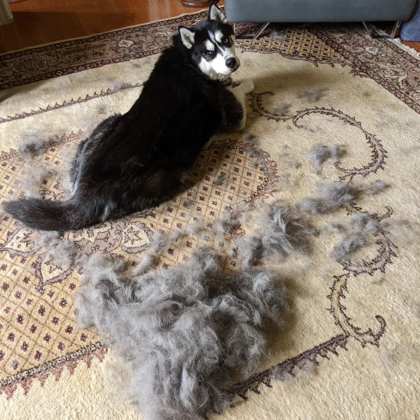 Nanuq received a much needed brushing today #siberianhusky #stlnanuq #huskiesofinstagram