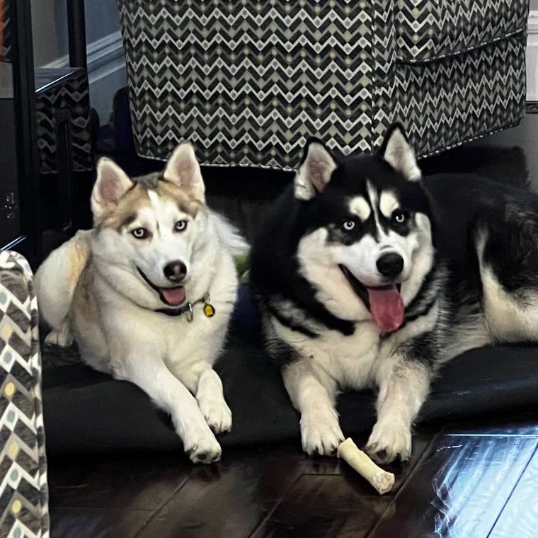 The sibs are hanging out for this Friday night #stlhuskymishka #stlnanuq #huskiesofinstagram #siberianhusky