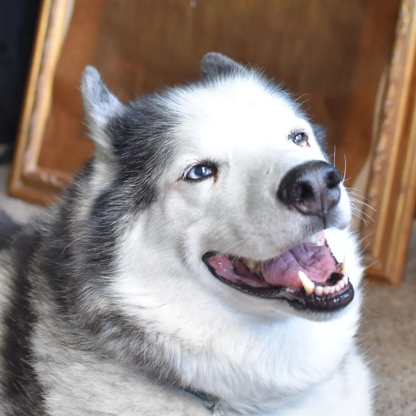 The old man is looking regal tonight #stlloki #siberianhusky #huskiesofinstagram