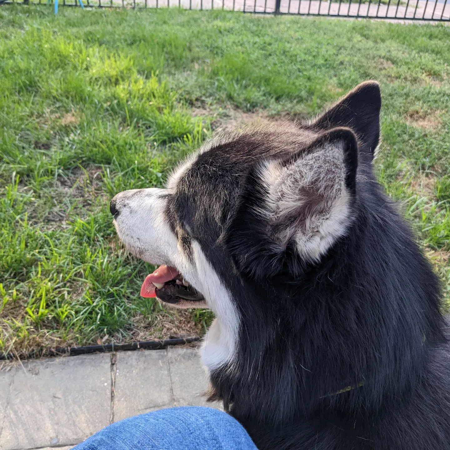 Someone is attached to me since I got home... And currently drooling on my foot. #stlnanuq #siberianhusky #huskiesofinstagram