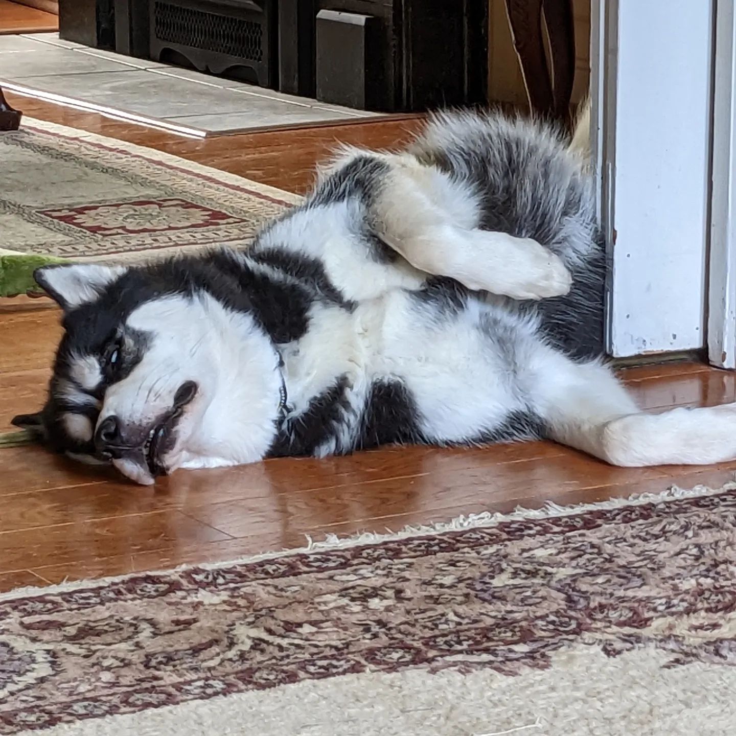 Must be such a rough life being a dog... #siberianhusky #huskiesofinstagram #stlnanuq