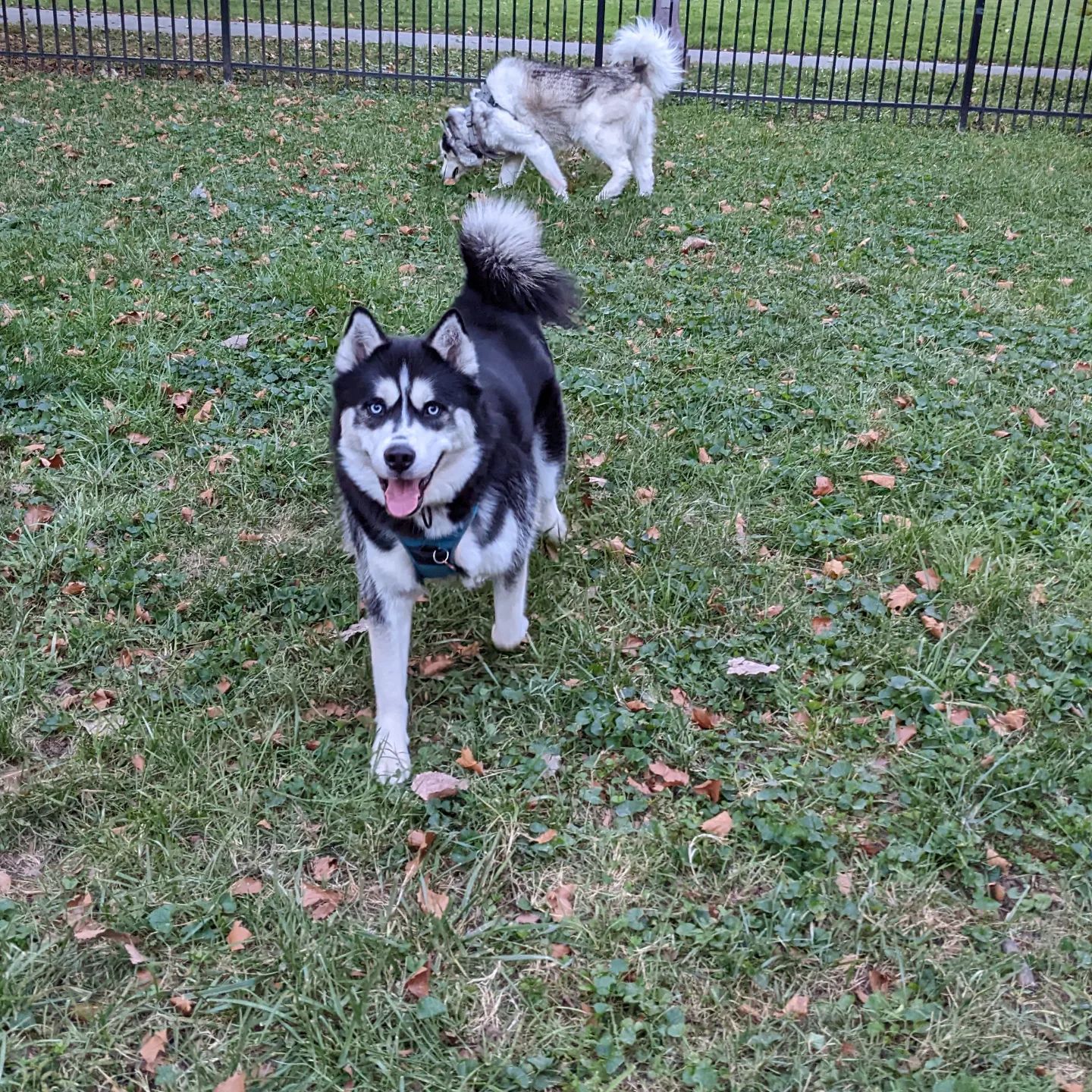 I think #stlnanuq is enjoying the dog park... #siberianhusky #huskiesofinstagram