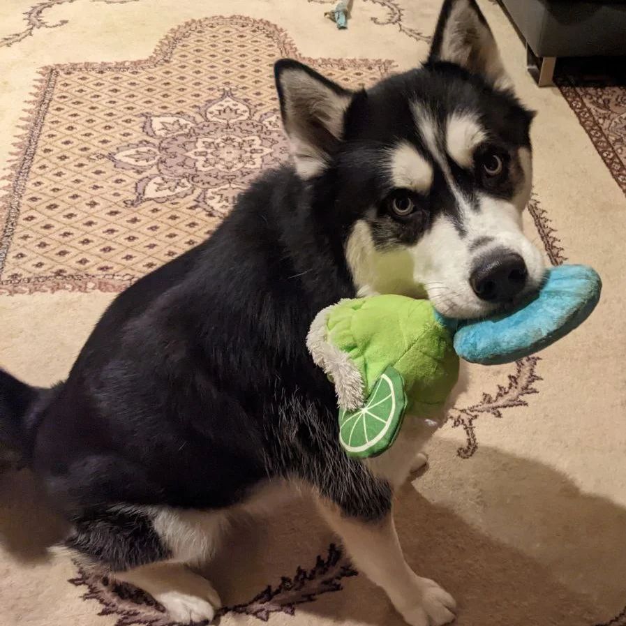 #stlnanuq thinks you need a margarita... #siberianhusky #huskiesofinstagram