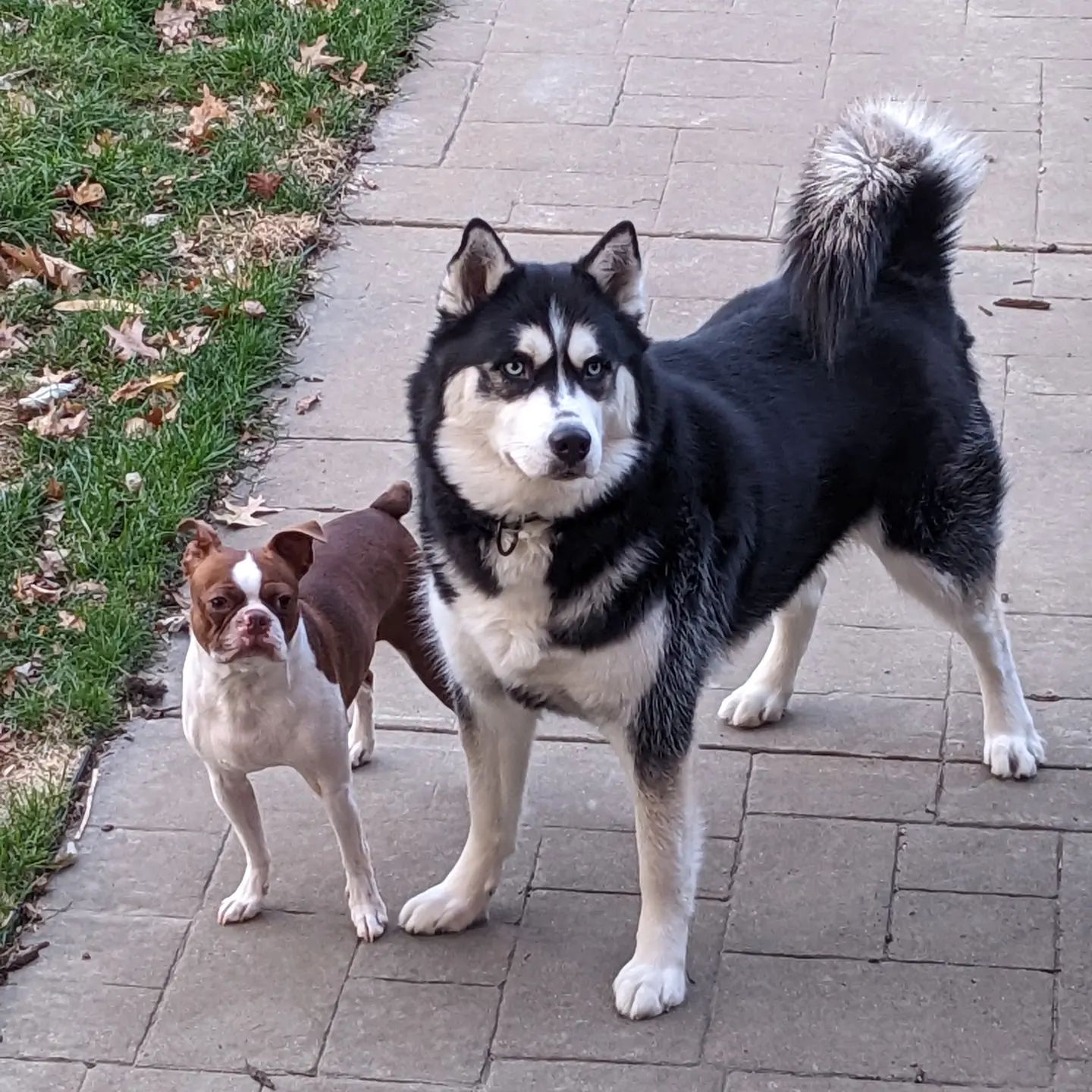 Brothers from another mother.. Nanuq and his partner in crime, Cash... #stlnanuq #huskiesofinstagram #siberianhusky