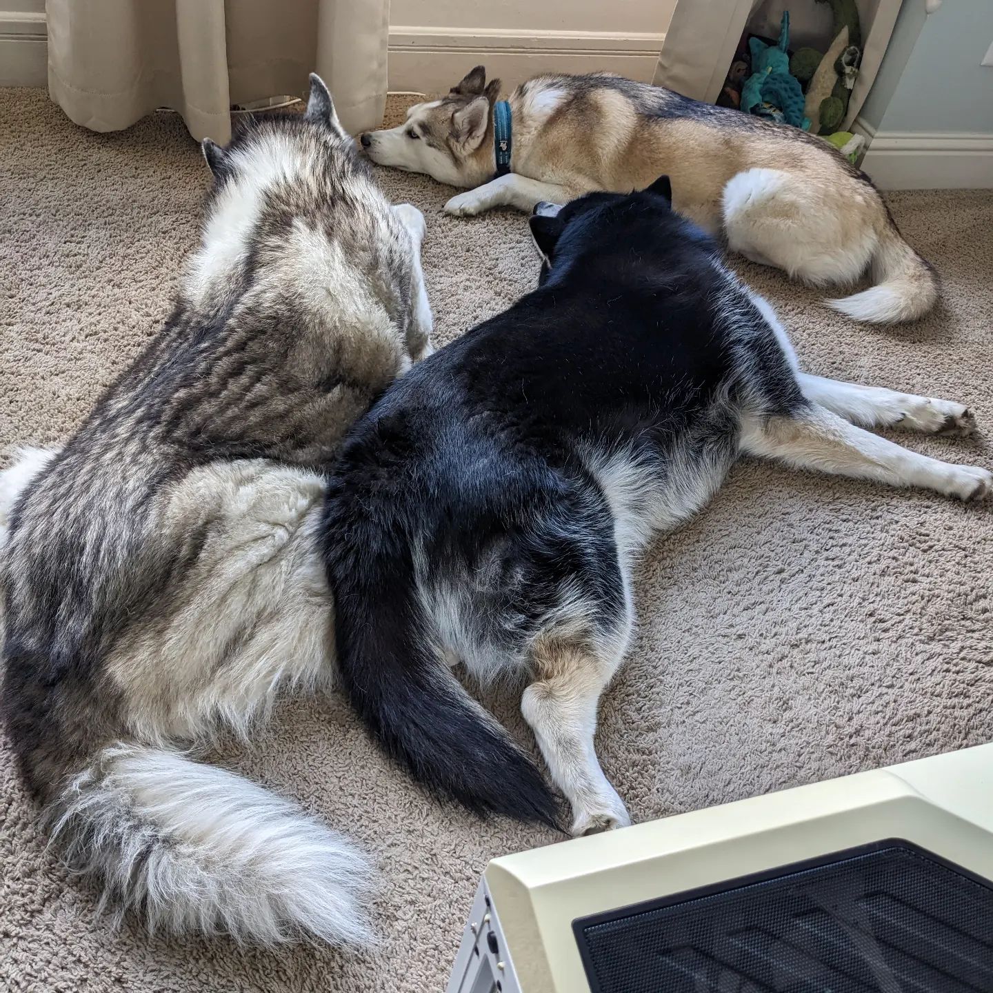 Current mood #siberianhusky #huskiesofinstagram #stlhuskymishka #stlnanuq #stlloki #lazysaturday