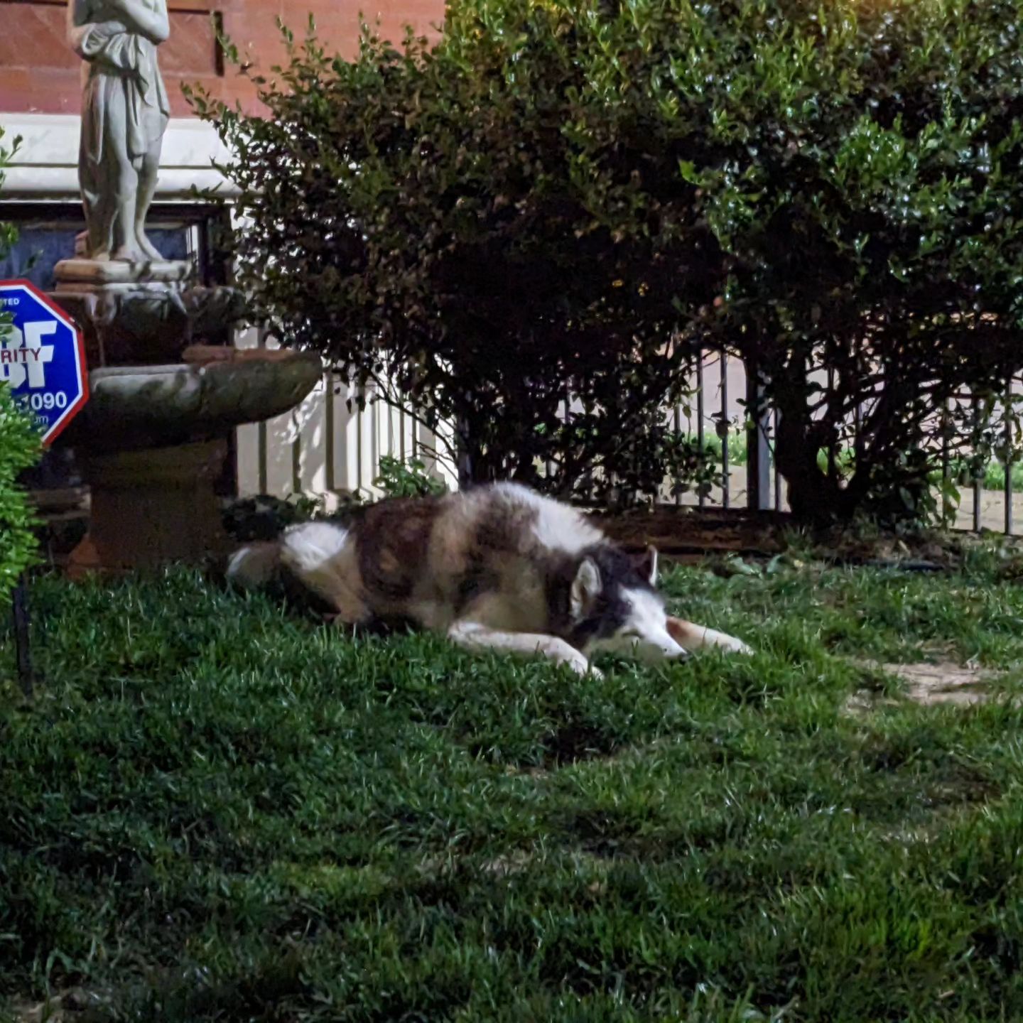 Shhhh... Sleepin' #stlloki #siberianhusky #huskiesofinstagram