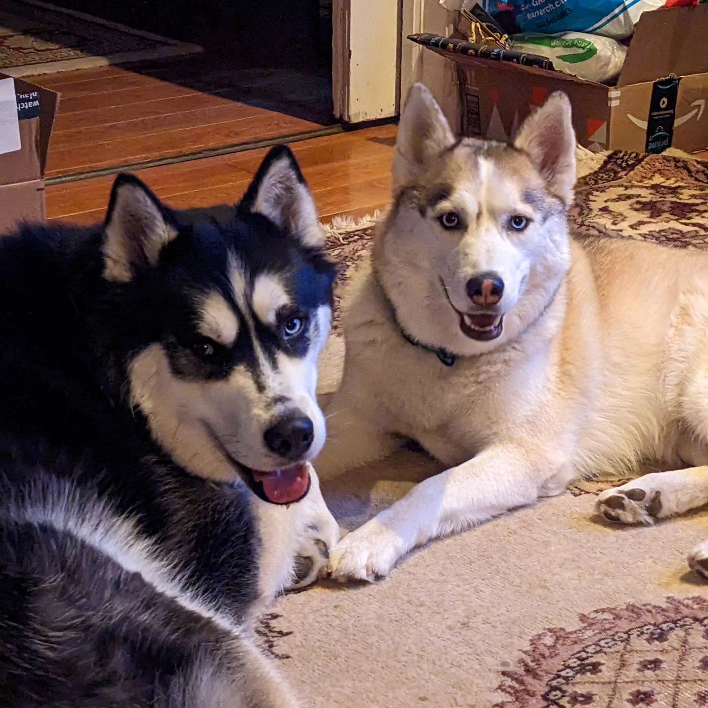 I feel like I just interrupted a private discussion #stlhuskymishka #stlnanuq #huskiesofinstagram #siberianhusky