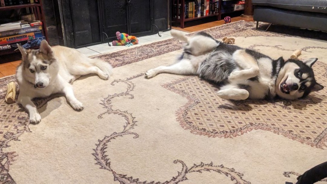 Urgh... Nanuq's being gross and needy again... #stlhuskymishka #stlnanuq #huskiesofinstagram #siberianhusky