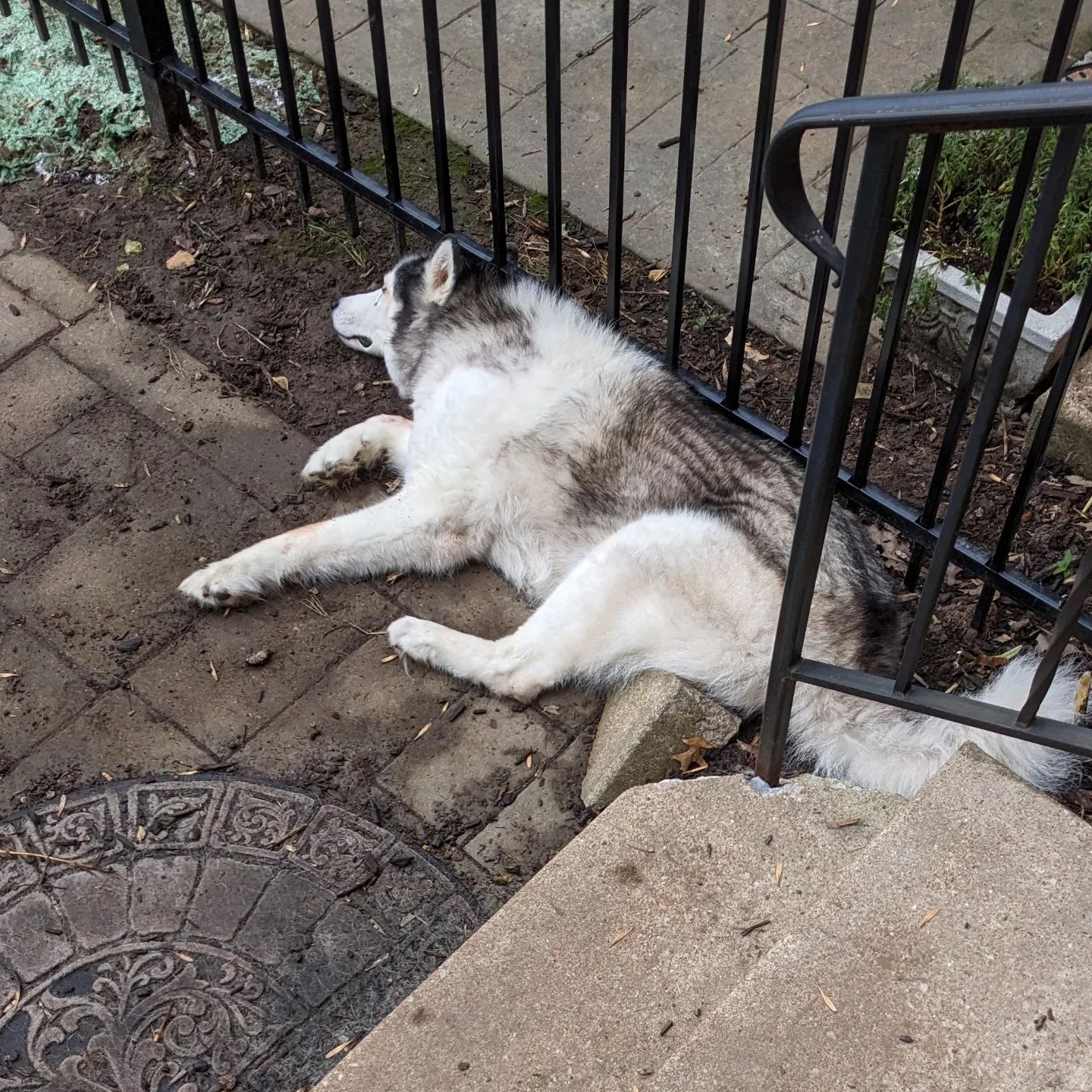 Yup... Loki dug himself a hole to sleep in, in the front yard... #stlloki #siberianhusky #huskiesofinstagram