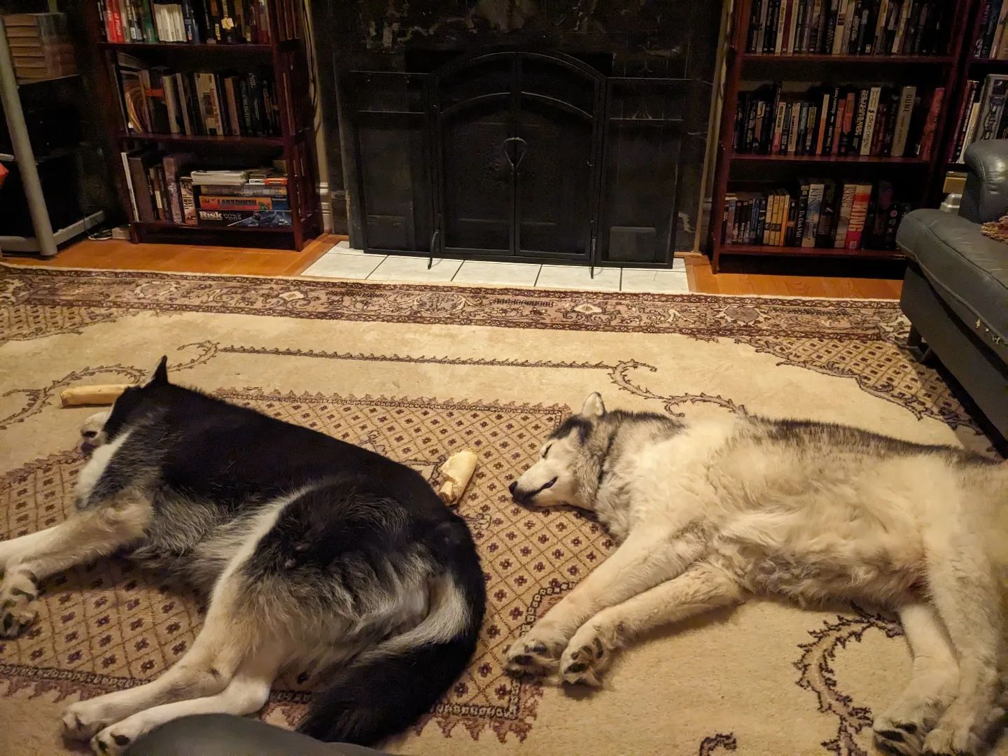 Well crap... I appear to be surrounded #stlnanuq #stlloki #siberianhusky #huskiesofinstagram #huskylife