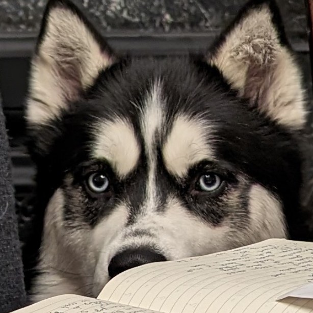Every meal you makeAnd every thing you bakeEvery snack you shakeEvery bite you takeI'll be watching you...#stlnanuq #siberianhusky #huskiesofinstagram #stlouis
