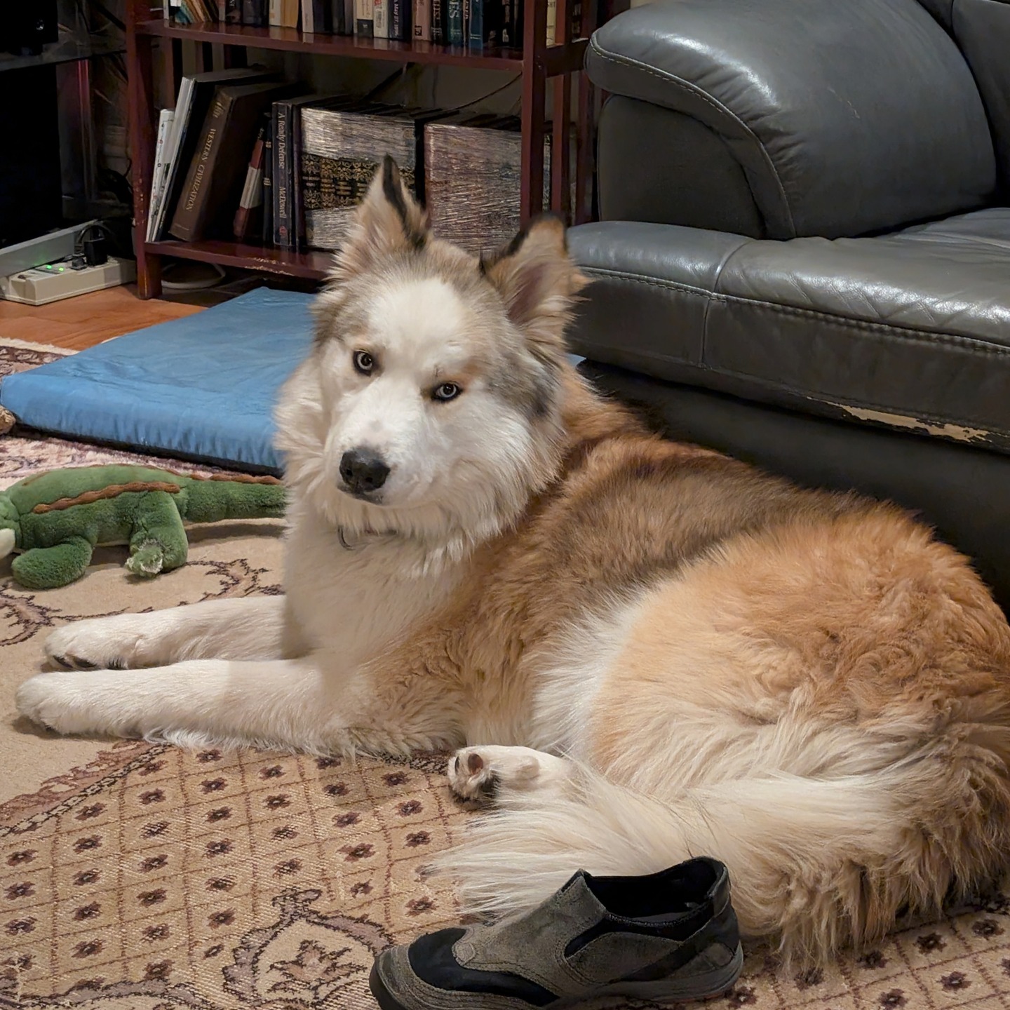 Some text incoming here, I warn you.Here's Asher. He's a little under 2 years old but we don't know for sure what age. His original owners apparently moved house and LEFT HIM BEHIND, literally abandoning him. He was probably just over a year old at that point.Thankfully the neighbours tried to take care of him but he ended up living outside as they couldn't take him in. They fed him and took care of him until they could get him a slot at a shelter. He landed at the second shelter a little later as the original shelter was not a no-kill shelter and he was on borrowed time. That's when I got the lead on him and it's taken a few weeks to get everything sorted out. Last night Asher came home. I caught this picture of him after just about an hour of being home. I think he's comfortable.He's a huge love-bug. He wants nothing more than to be petted and loved. Not surprising with what he's been through. I've got some training to do... he's housetrained and knows some basic commands but he's also still a puppy... "stay" seems to be problematic LOL.He and Nanuq are getting along just fine. I think we'll have a few scuffles over rawhides as Nanuq's used to having them all to himself and Asher likes them too. But nothing we can't handle.Welcome home, Asher. We're so happy to have you.#siberianhusky #huskiesofinstagram