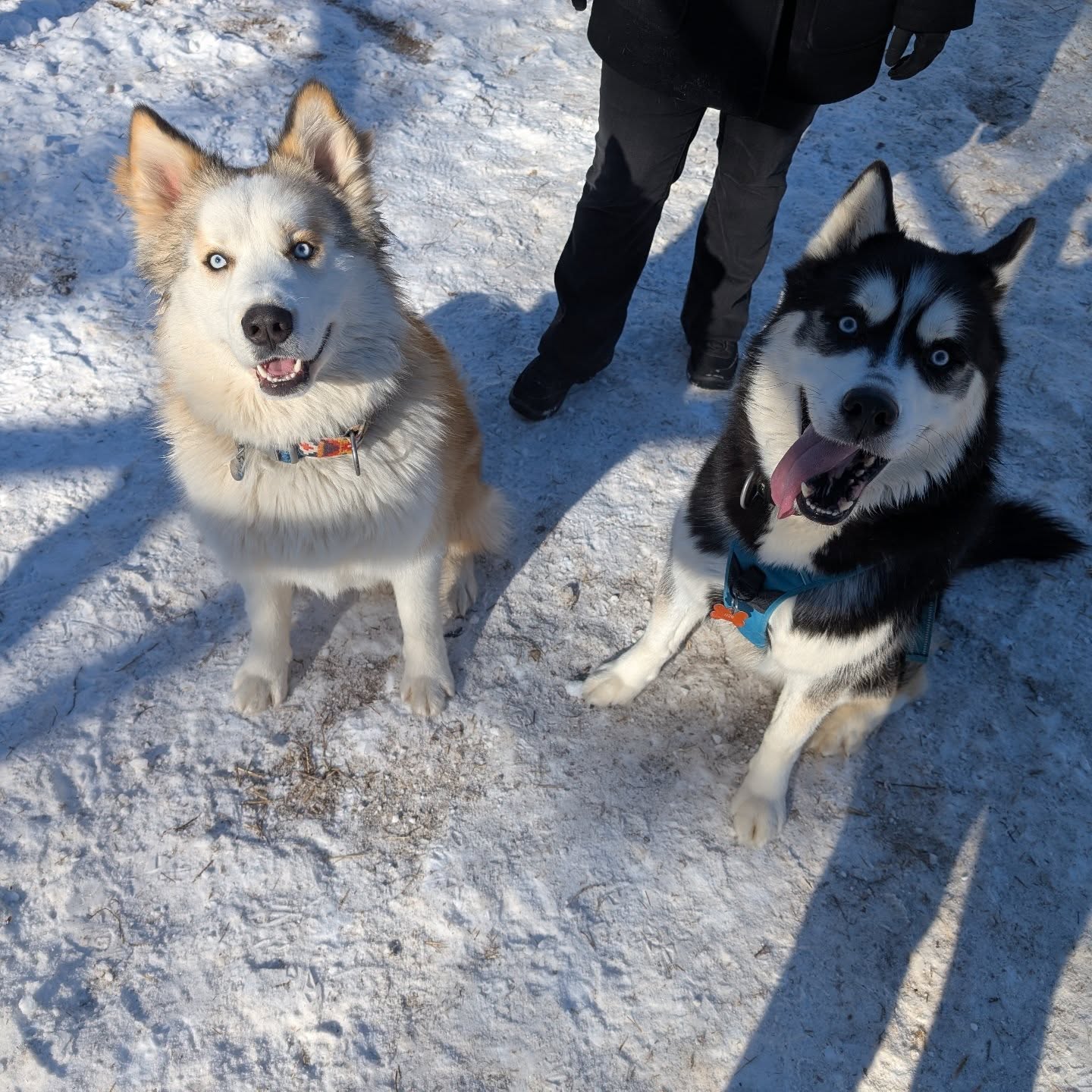 I make the best bad decisions. Say hi to Asher (left)  #siberianhusky #huskiesofinstgram