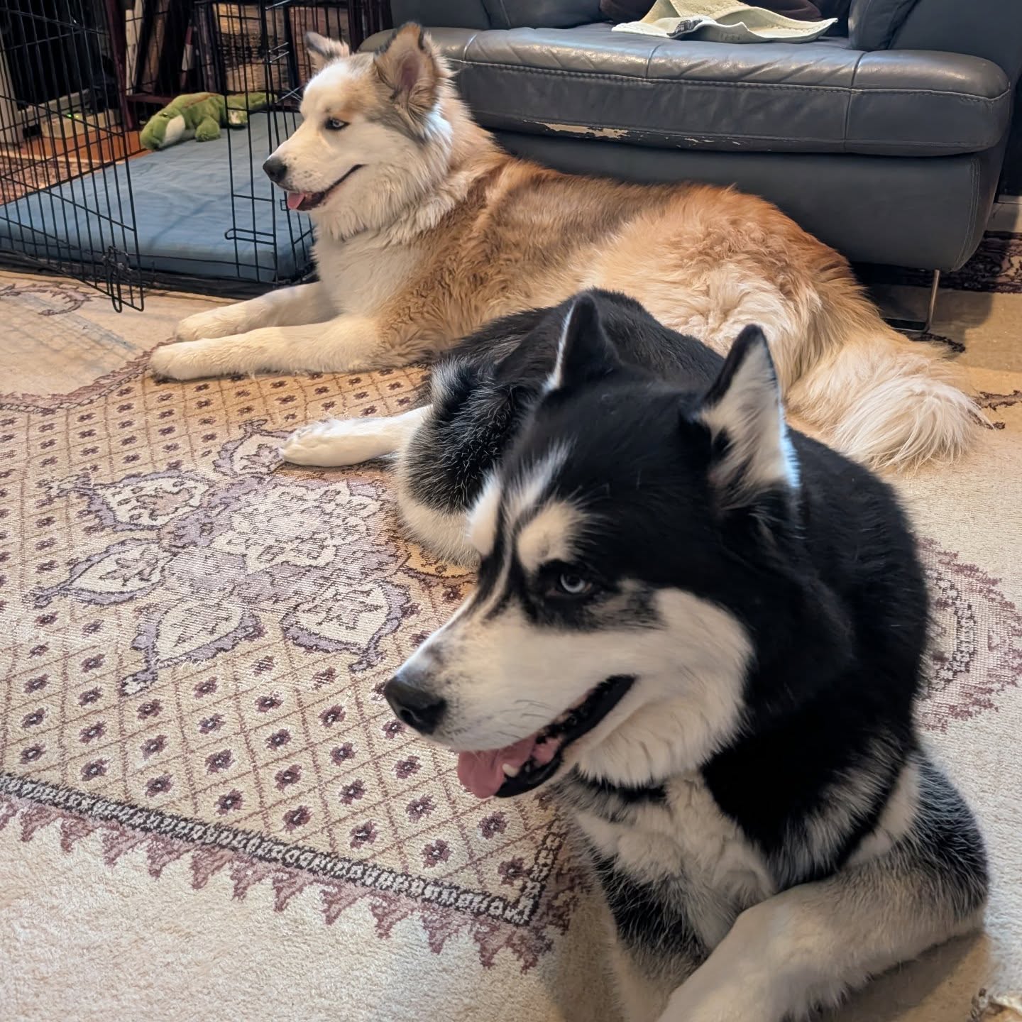 I think we have reached an accord. #siberianhusky #huskiesofinstgram #stlnanuq #stlasher