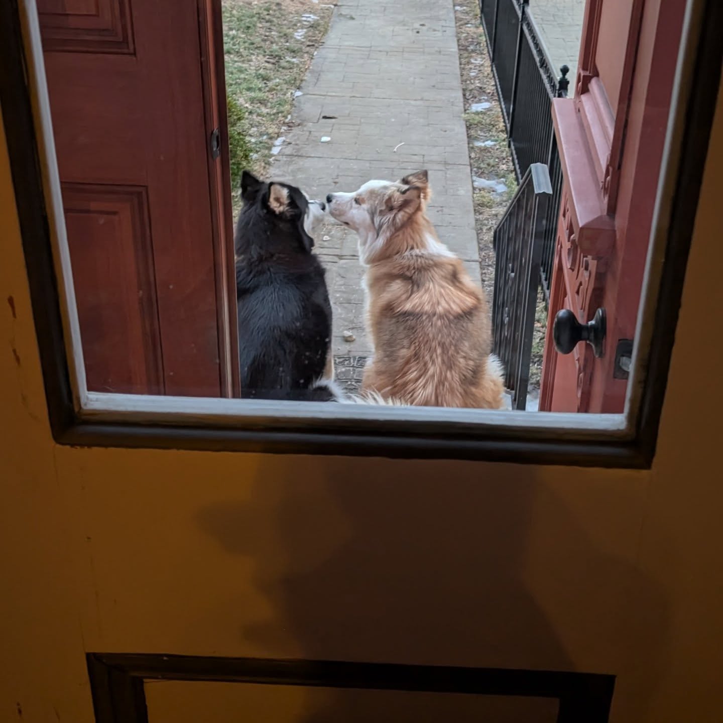 These two are adorable when they think noone is watching lol #stlnanuq #stlasher #siberianhusky #huskiesofinstgram