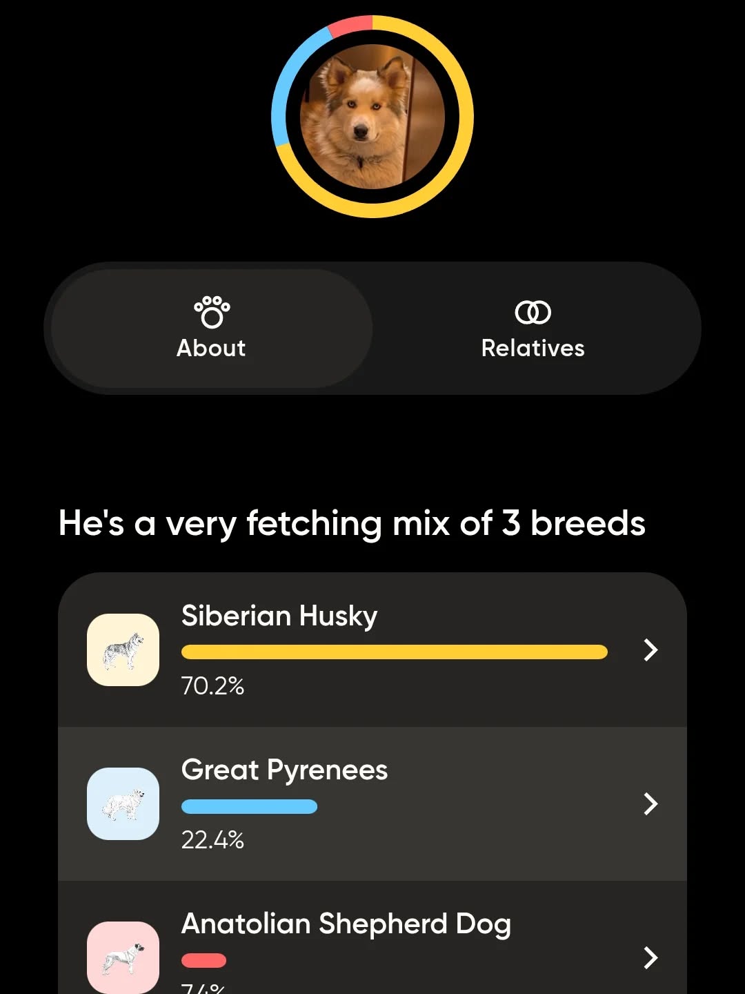 Well, to the surprise of almost no-one, Ashers DNA test says he is mostly husky, but almost a quarter Great Pyrenees. No surprise. He's such a chill big lump and has such a sweet and patient demeanor. Truly couldn't be happier #siberianhusky #huskiesofinstgram #stlasher