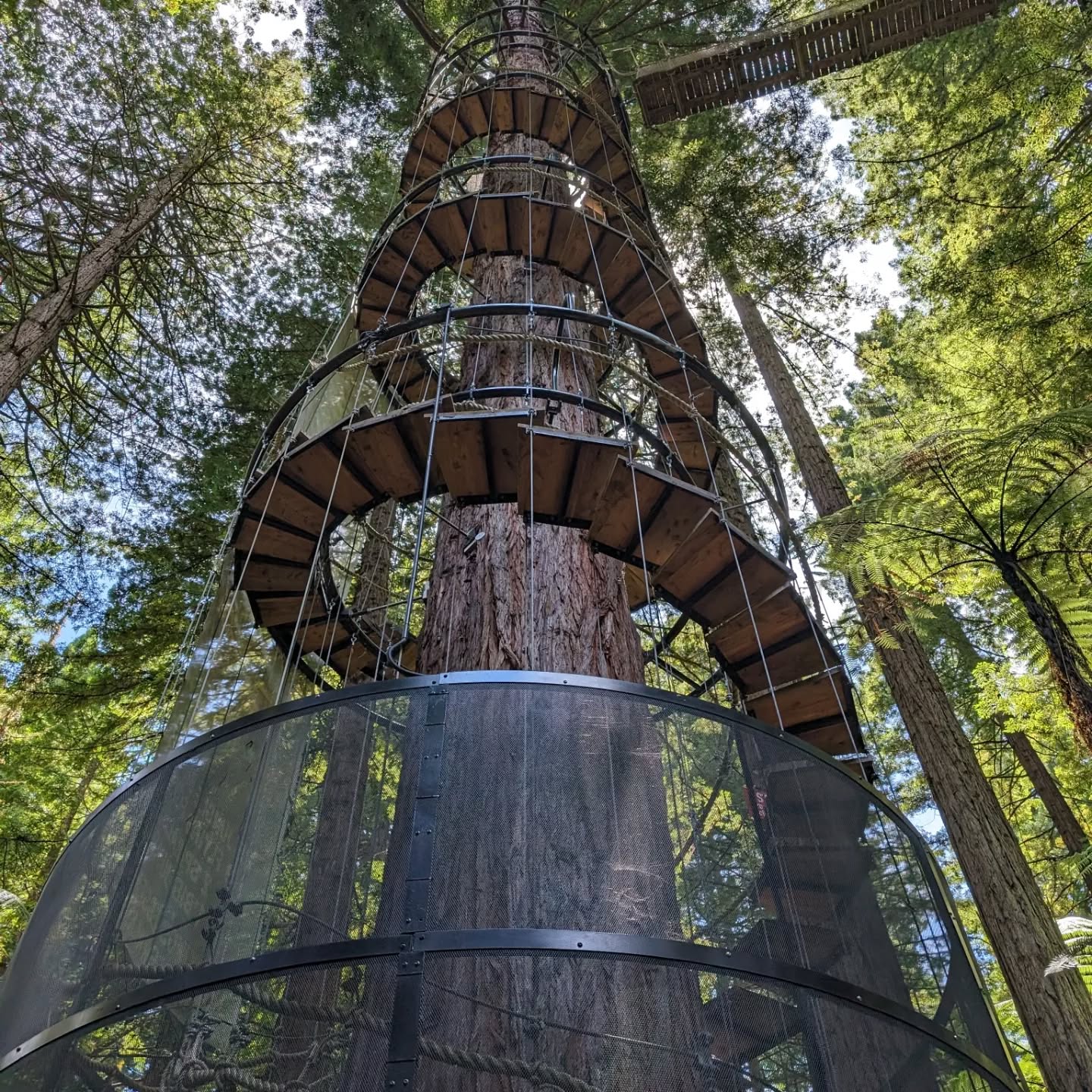 As I approach the end of my amazing trip in New Zealand... Time for one more adventure. Ziplines 25m (75ft) up in the redwoods in Rotorua #newzealand #redwoodsaltitude
