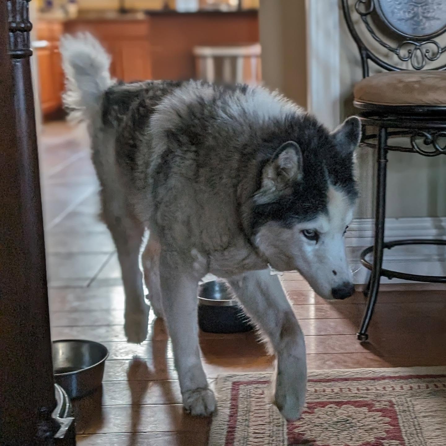 Send good vibes for the old man Loki. #stlloki is in a bad way this week. Suffered several grand mal seizures this week with no identifiable cause and has been left paralyzed in his right leg and partially on his left. His behavior has turned extremely erratic and verging on violent. He's having trouble recognizing people and even Nanuq.Not the best pic I have of him, but one of the most recent of the old man. #siberianhusky #huskiesofinstagram
