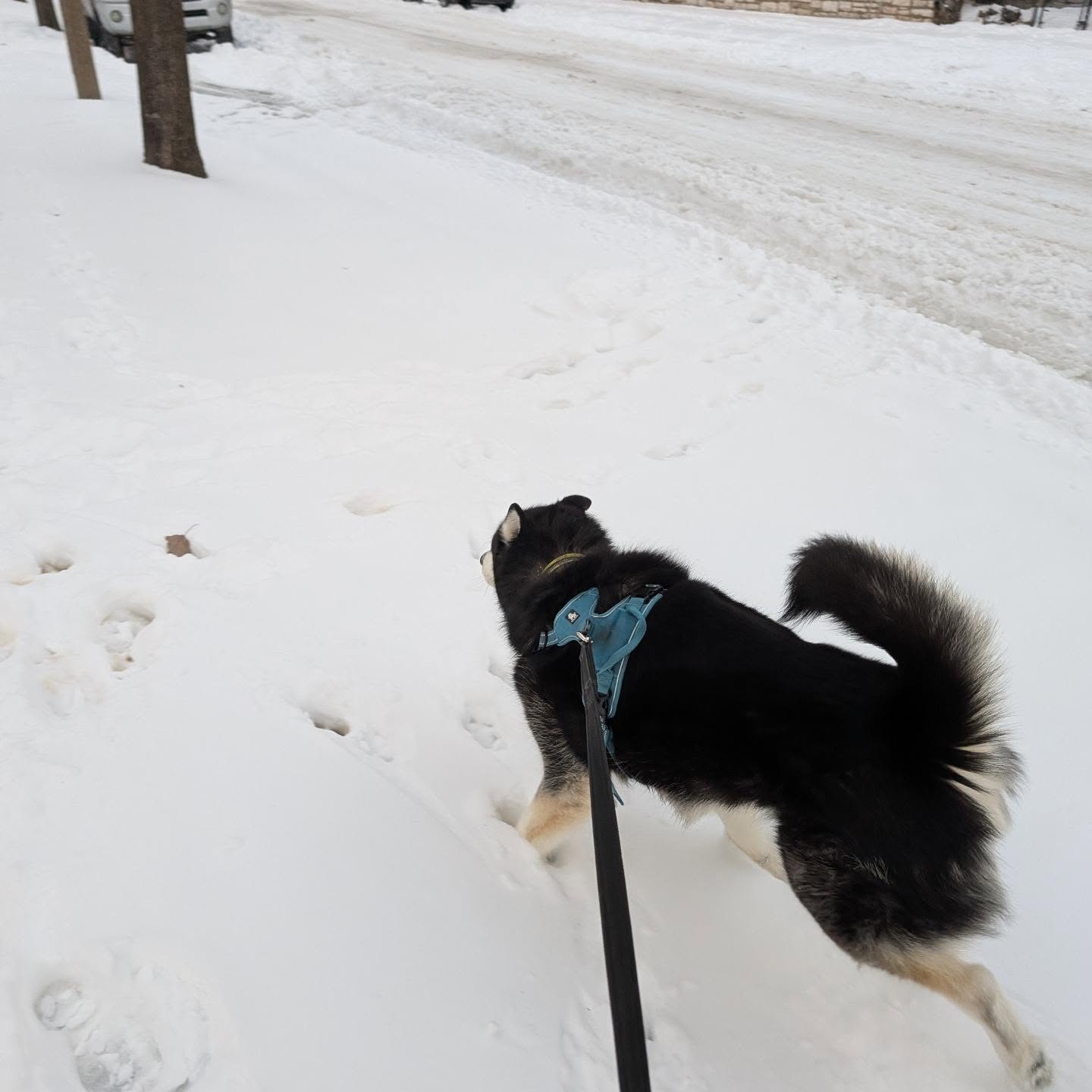 This weather makes for happy huskies #stlouis #stlnanuq #siberianhusky #huskiesofinstagram