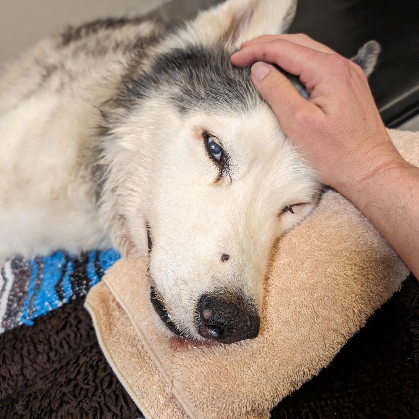 My heart is heavy. The seizures came back with a vengeance today and Loki was injuring himself in the process of each seizure. The meds stopped them for a time but then they came right back. At 4:45pm central time he crossed the rainbow bridge and is now at peace. I took this one last picture in the time when he was sleepy but lucid after the seizure meds had kicked in. He passed peacefully knowing he was loved.Goodnight #stlloki #siberianhusky #huskiesofinstagram
