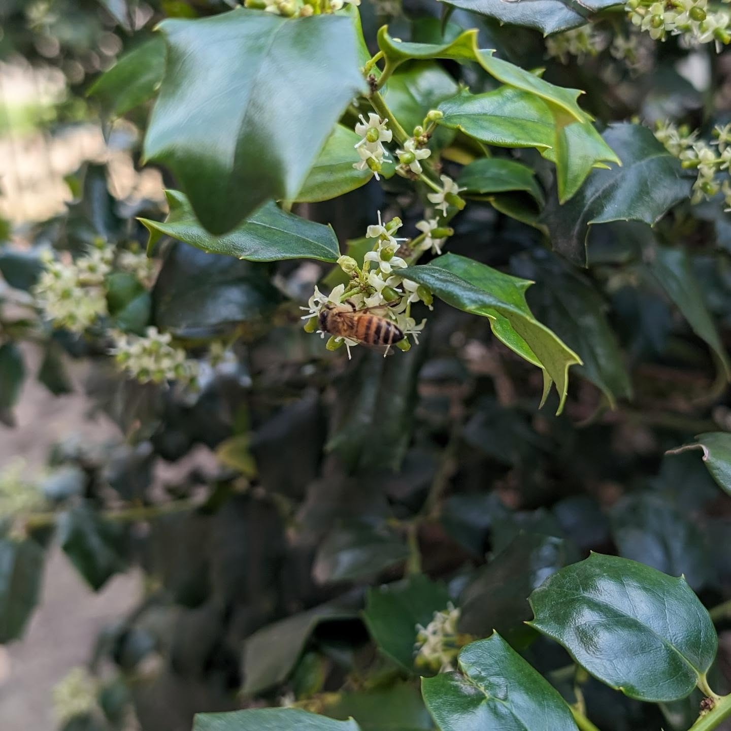 Today my holly bushes that Loki used to lay under for hours are blooming and filled with honey bees. This makes me happy. #happymoments