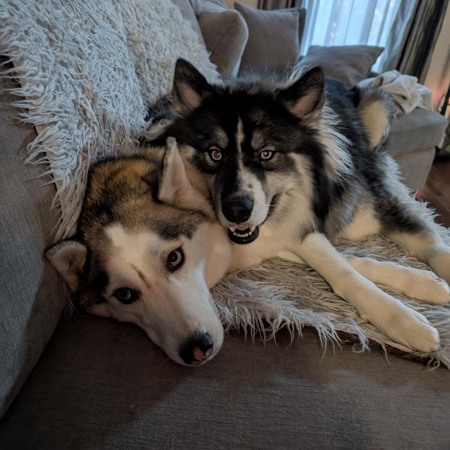 Besties? You decide lol#stlhuskymishka #stlhuskyodin #siberianhusky #huskiesofinstagram