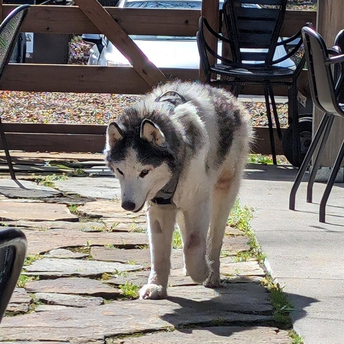 An update on the old man for everyone. After a scary few days when he didn't seem to recognize us, he seems to be at least partly back and semi mobile. His right leg is still paralyzed and he has no feeling in it, but he seems to be able to use it. Left leg seems improved.The seizures continue and we have changed his medication to try to get them under control. He is waking up and calling for help in the early hours of the morning and is unable to control his bladder during a seizure.But he's responding to his name again... At least as much as the stubborn old man used to anyway. And he is being much better with Nanuq after the last few days of acting terrified of his little brother. Not out of the woods yet but we have a go forward and still hoping for the best. #stlloki #siberianhusky #huskiesofinstagram Photo taken yesterday while eating lunch at Have a Cow.