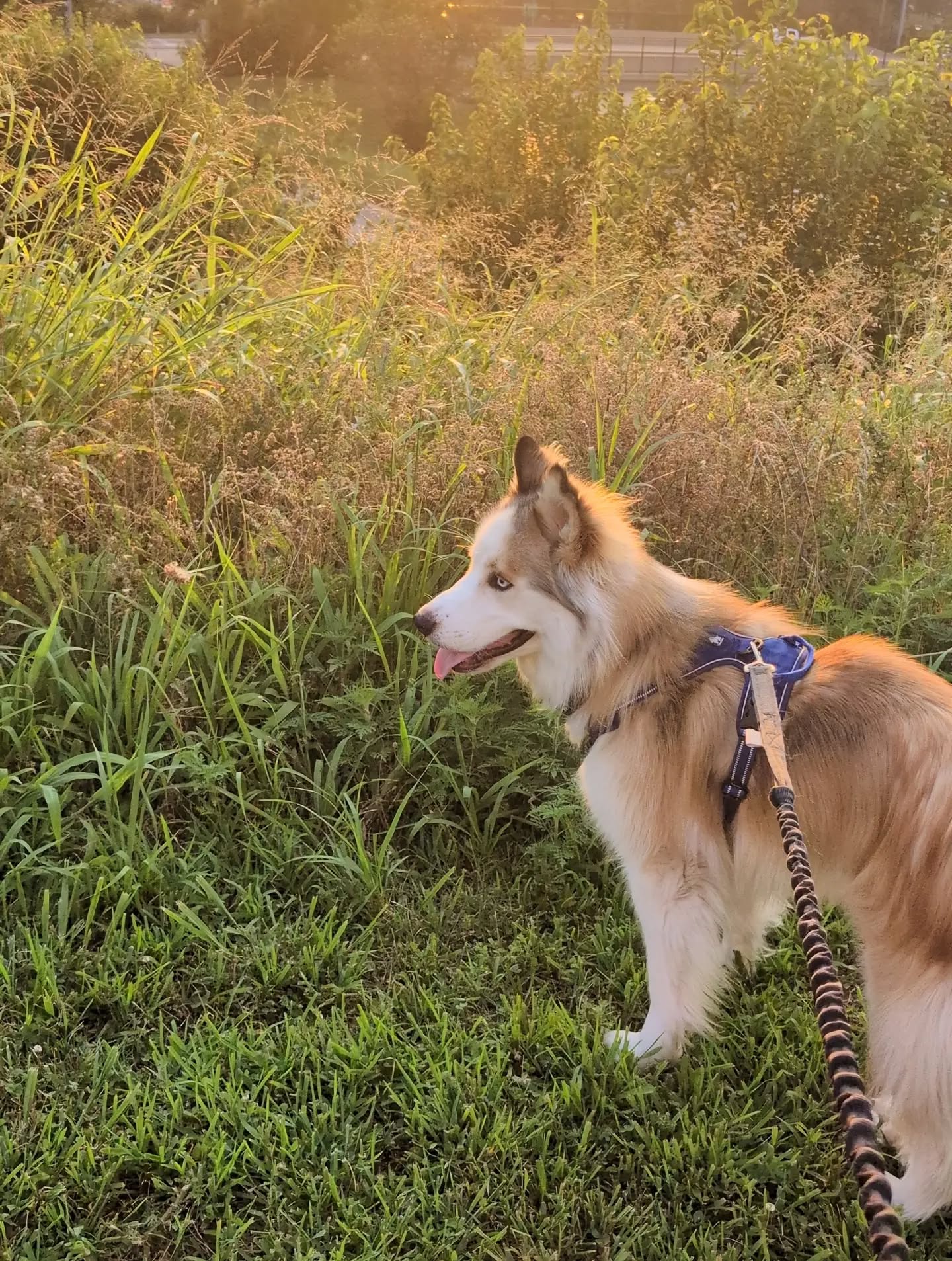 Photogenic little bugger, isn't he? #stlasher #siberianhusky #huskiesofinstgram