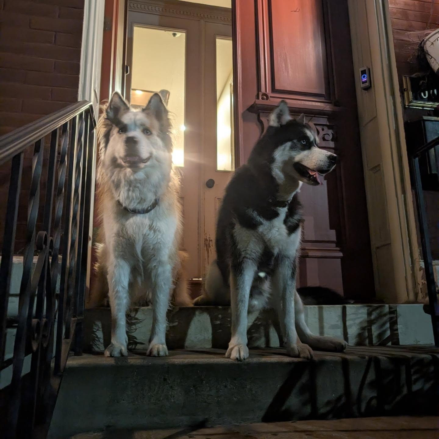 Our neighbourhood watch. #huskiesofinstgram #siberianhusky #stlasher #stlnanuq